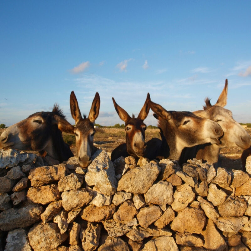 Dimora Cala Del Pozzo